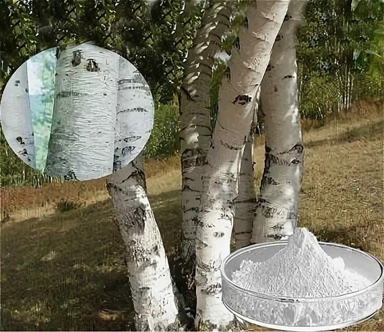 Betulin powder.jpg
